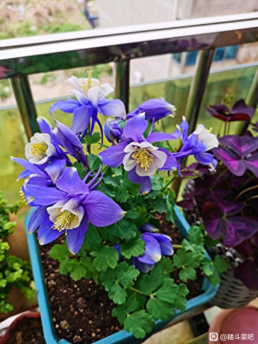 100+ Colorado Blue Columbine Aquilegia Flower Seeds Vulgaris Garden Perennial Purple #TOP3