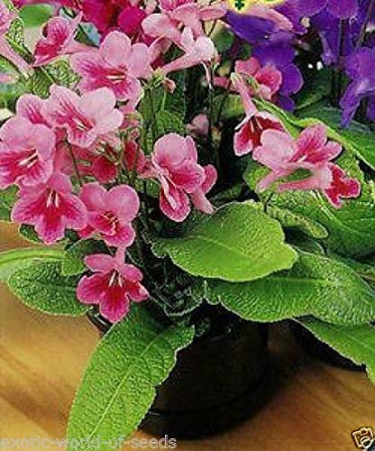 Portal Cool Semi Streptocarpus - Russo ibrida Insolito Casa Flora - Cape Primrose -