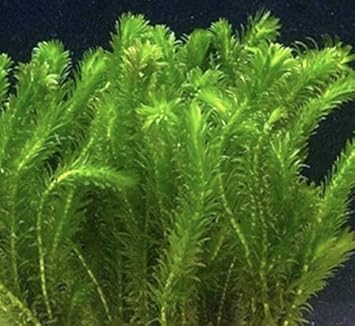 Image SB 15 x Elodea densa live pond weed aquarium plant coldwater tropical oxygen egeria