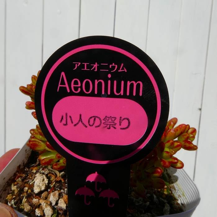 Amazon.co.jp: アエオニウム 小人の祭り 苗 3.5号 多肉植物 250320 Amazon.co.jp: アエオニウム 小人の祭り 苗 3.5号 多肉植物 250320