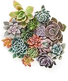 Pack 10 Estilizadas Crasas Plantas Naturales para Combinar con Tu Decoración