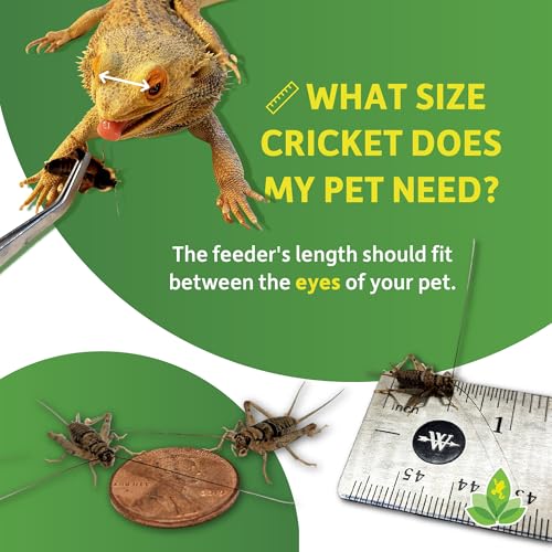 Josh's Frogs 1/2" Banded Crickets (1000 Count) - Thumbnail 4