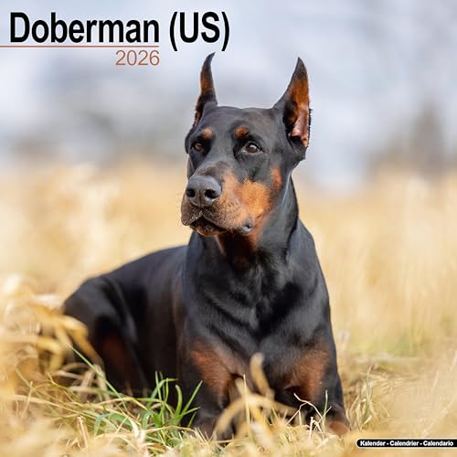 Doberman (US) 2026 Calendar | Square Wall Calendar | Dog Breed Gift | Plastic Free Packaging | by Avonside Publishing