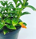 Goldfish Plant, adoarable Live Indoor Plant, 4 inch Pot - Hopewind Plants Shop