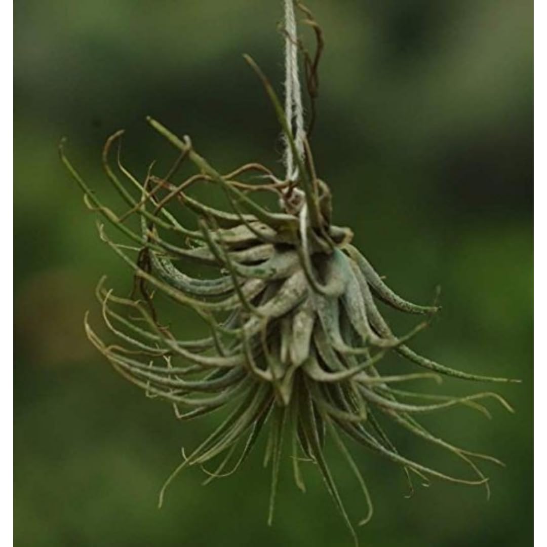 CAPPL Air Plant Tillandsia Lonantha Live Plant-picture-13