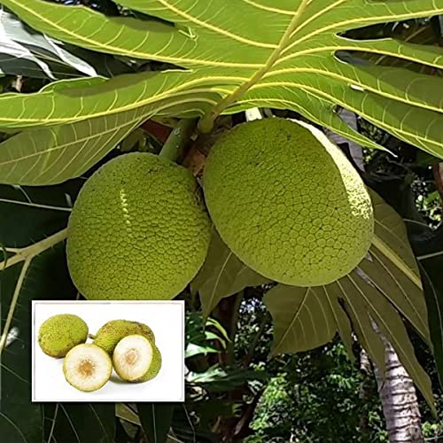 M-Tech Gardens Breadfruit Plant (Artocarpus altilis, Hybrid) Exotic 1 Live Fruit Plant
