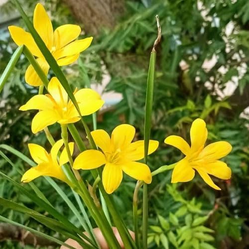 Image of Rain Lily Flower Bulbs | Premium Landscape Grade | Easy to Grow | Heavy Blooming Perennial Flowers | Ideal for Gardens, Farmhouses, Resorts & Landscaping | Healthy Bulbs Pack of 1000 Yellow