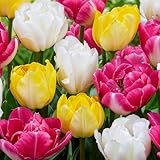 DUTCH BULBS EXCLUSIVE PLANTS FROM HOLLAND