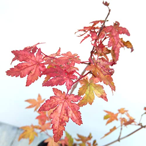Amazon.co.jp: イロハモミジ：茜（アカネ）4～5号ポット[緋色の出芽