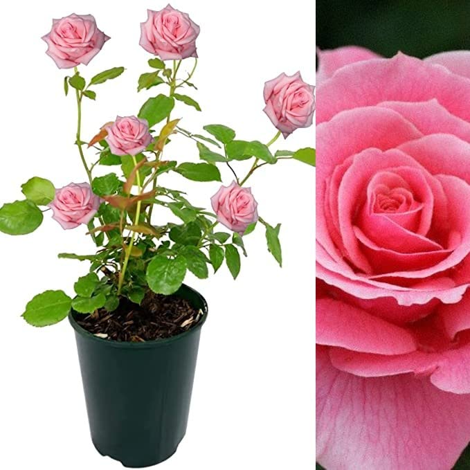 Carbeth Plants Rose Bush Tickled Pink - Floribunda Pink in 3L Pot (2)