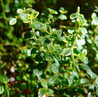 400 Lemon thyme Herb garden Plant vegetable Seeds Thymus Citriodorus Mosquito Repelling Creeping Culinary,Easy to grow