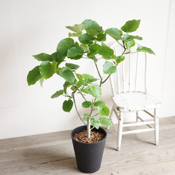 【幹太め♥】フィカス ウンベラータ ゴムの木 Amazon｜フィカス ウンベラータ ゴムの木 10号 大鉢 観葉植物