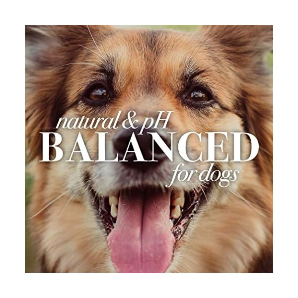 Burt’s Bees for Dogs Natural Itch Soothing Shampoo with Honeysuckle | pH Balanced for Dogs – Made in The USA, 32 Ounces Burt’s Bees for Dogs Natural Itch Soothing Shampoo with Honeysuckle | pH Balanced for Dogs – Made in The USA, 32 Ounces