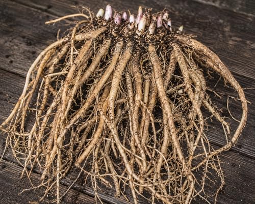 Mary Washington Asparagus Live Crowns 2 Year Bare Root 12 Pack