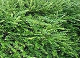 Portal Cool Lonicera nitida Verde di Copertura/Border XXL Supersize Plug Piante Pacchetto X3