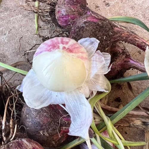 semillas de ajo perennes resistentes semillas de invierno, aromáticas ndo ajo perenne jardín cobertura del suelo, 400pcs