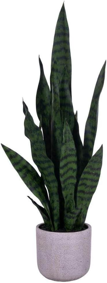 Vickerman 725641-25" Green Snake Plant in Cement Pot (FE223525) Home Office Bushes