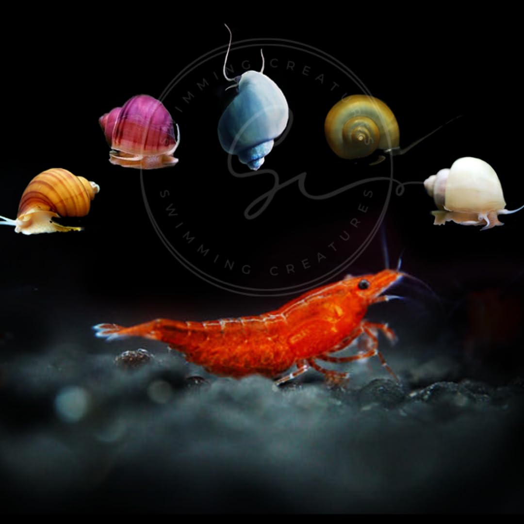 Swimming Creatures™ Freshwater Aquarium Shrimp - A Perfect Combo to Brighten Your Aquarium! (20 RED Cherry + 1 Mystery Snail)