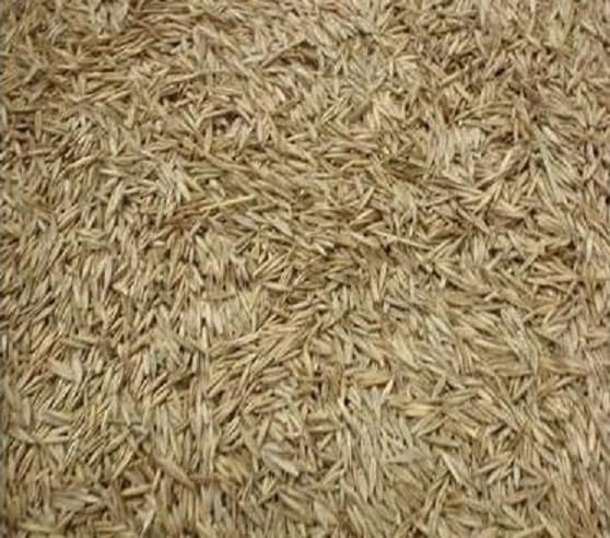 Creeping Red Fescue Seeds for Planting - Festuca rubra (10 Pounds)