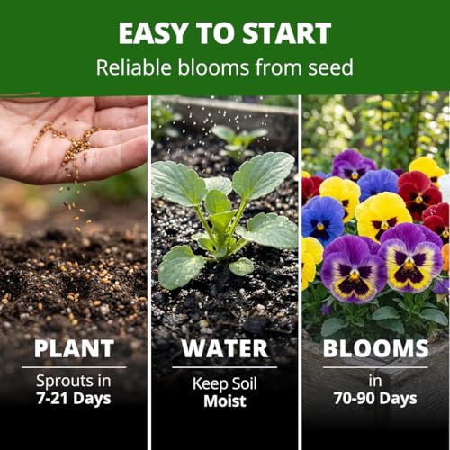 Image of HOME GROWN Pansy Swiss Giant | 3000 Flower Seeds for Planting Outdoors | Mixed Colors | Heirloom Non-GMO Viola Seeds | Cool-Season Fall & Spring Blooms | 2026