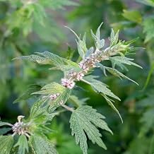 Motherwort Leonurus cardiaca Traditional Calming Herb, 100 Flower Seeds