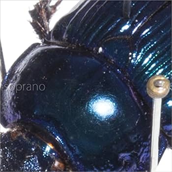 Amazon.co.jp: 虫の標本 オオセンチコガネ 2匹 ライトフレーム