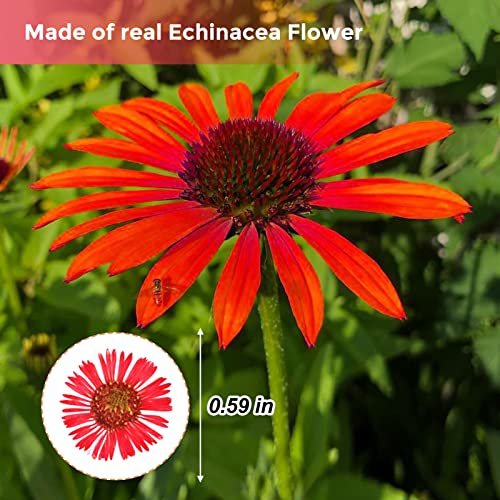 60 flores secas de crisantemo aguja rojas para manualidades miniatura 2