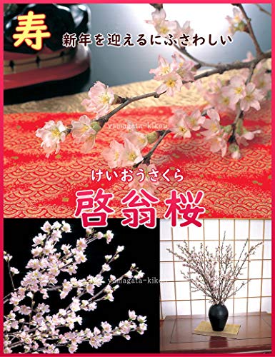 花の咲かない時期の桜の木の見分け方 トゥインクル シンガポール上陸