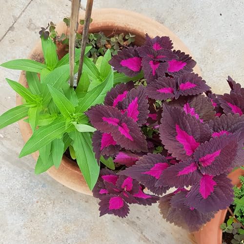 Seven Words of the Cross