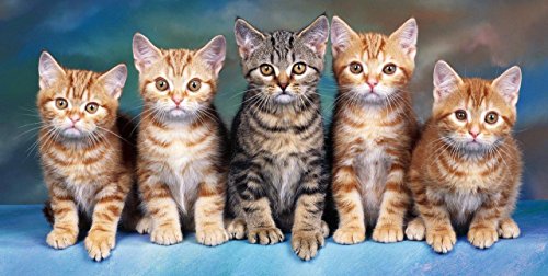 Jerry Fabrics jf0219 Cats Telo da Spiaggia