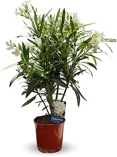 Attitude Jardin - Laurier rose - nerium oleander - 50-60 cm - ⌀ 22 cm - plante d'extérieur - fleur blanche