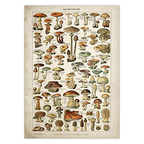 Art botanique vintage de fleurs et champignons, impression d'art supérieure 60x90cm encadrée