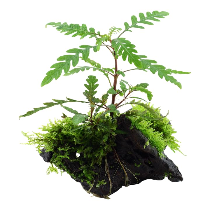 Plante d'aquarium Hygrophila pinnatifida et mousse Plante aquatique sur racine N° 051A YWS Plante d'aquarium Porte-racine Rhizome