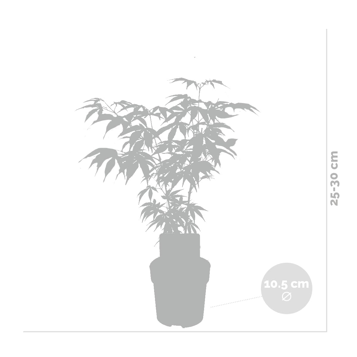 Bloomique - Lot de 4 - Acer palmatum - Orange Dream, Going Green, Butterfly, Atropurpureum - Érables japonais - Rustiques - Hauteur 25-40 cm - Pot 10,5 cm