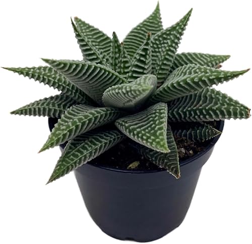 Haworthia Limifolia, aloe de encaje, planta de aloe blanco abigarrado, pecas acanaladas, suculenta de aloe blanco, maceta de 3 pulgadas