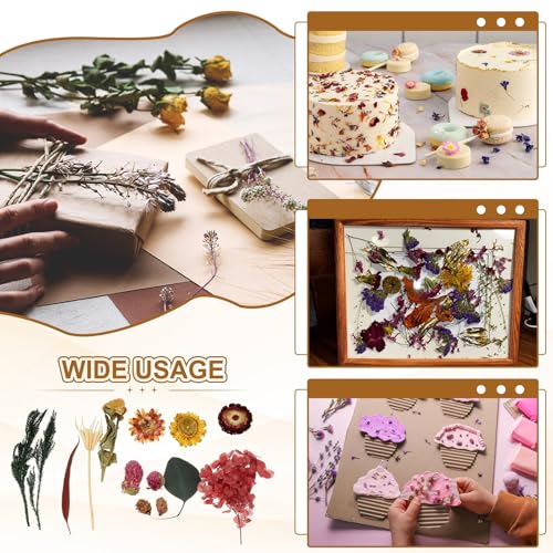 Set natural de flores secas para manualidades miniatura 6