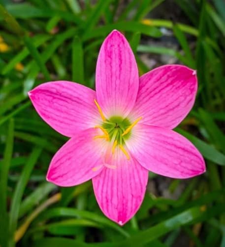 Votaniki Zephyranthes Grandiflora Pink Rain Lily Bulbs for Planting - Perennial Lily Flowering Bulbs | Bloom Multiple Times - Easy to Grow (20 Pack)