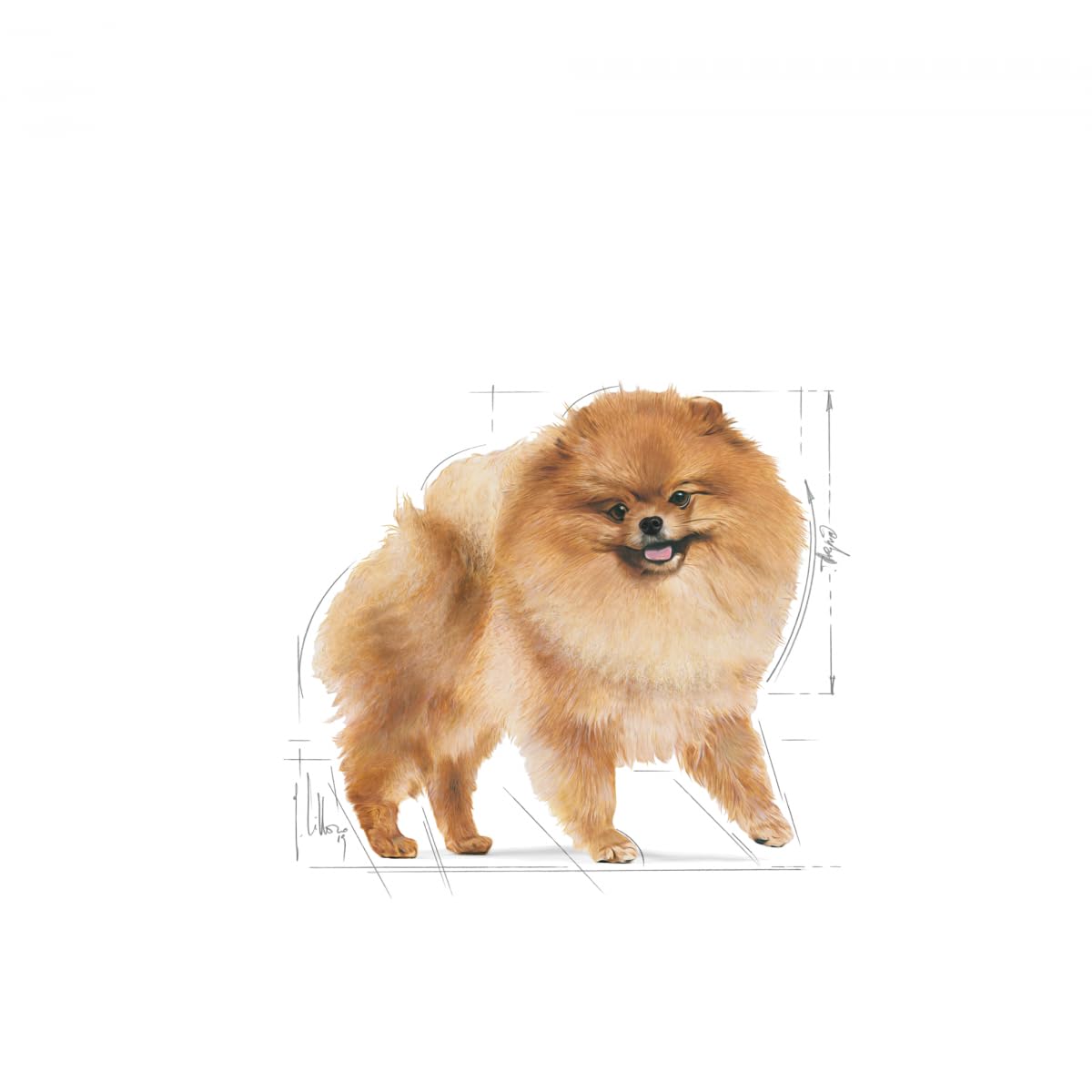 Royal Canin Pomeranian Adult | 12 x 85 g | Aliment Complet pour Chiens (Mousse) | pour Spitz Adultes et âgés | À partir de 8 Mois | Teneur en minéraux adaptée