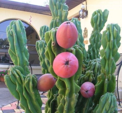 queensnake faux cactus 2.5FT Cactus Artificial Plant