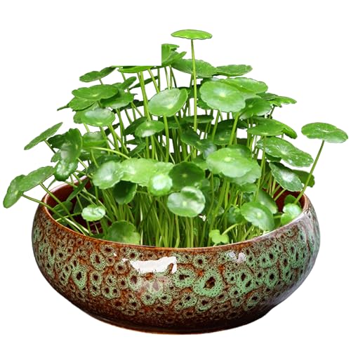 Forme de fleur pour ce bol de lotus en céramique verte sans drain - 2