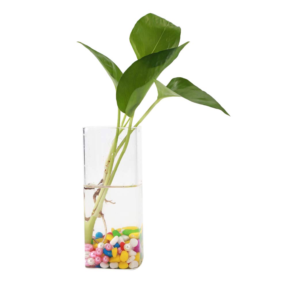 Vaso Da Parete In Vetro Sospeso Per Piante – Contenitore Per Terrario Idroponico, Fioriera Per Decorazione Casa (Modello A Scelta: Da 1 A 6) - 2