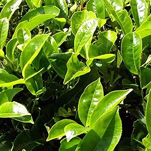 25 Pièces Thé Graines (Camellia Sinensis) Thé Vert Frais Semences Vivaces à Feuilles Persistantes Ligneuses Faciles à Cultiver Et à Haut Rendement Créent Un Jardin Extérieur Cover