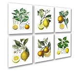 Gnosis Picture Archive Kitchen Art Decor Set of 6 Unframed Art Lemon Orange Fruit Vintage Botanical
