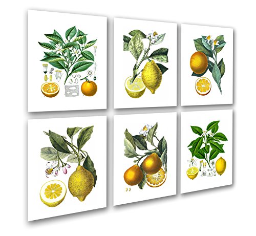 Gnosis Picture Archive Kitchen Art Decor Set Of 6 Unframed Art Lemon Orange Fruit Vintage Botanical Wall Decor #TOP8