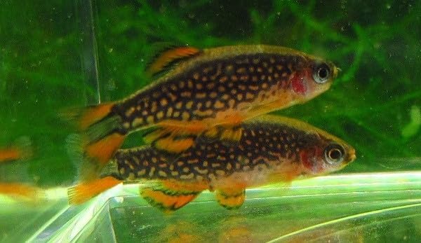 6 Pack - Celestial Pearl Danio Galaxy Rasbora Live Freshwater Aquarium Fish