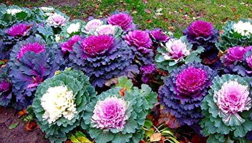 Colorful Japanese Ornamental Cabbage Osaka Mix Seeds For Planting Around 45 Seeds #TOP3