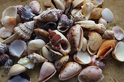200g Small Sea Shells Mix 1, SeaShells for Craft and Display