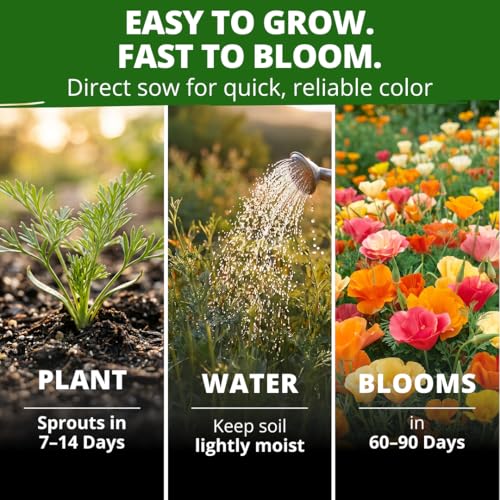 Image of HOME GROWN California Poppy Mission Bells 6000 Seeds (9g) - Flower Seeds for Planting Outdoors, Vibrant Spring & Summer Blooms, Drought Tolerant Annual for Sunny Gardens (Eschscholzia californica)
