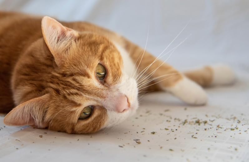 DesertUSA Kitty Kryptonite Catnip Blend - North American Crafted, 100% Natural, and Non-Addictive Catnip Treats for Enhanced Playfulness. Perfect for Cat Accessories (1/2 Cup)