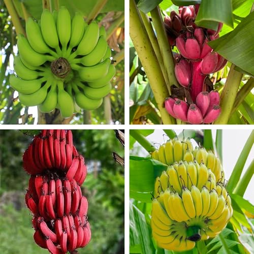 semi resistenti di banana - esotici appartamento purificano 65pcs